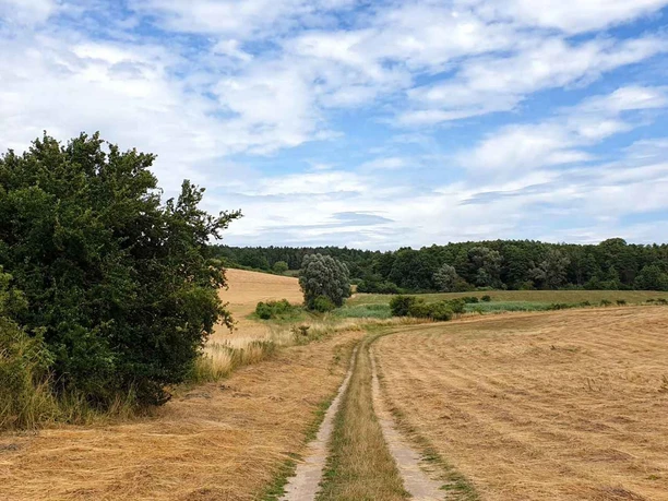 Feldweg bei Wittenberg
