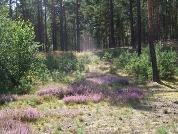 Blühende Heide im Naturpark Dahme-Heidesee