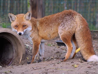 Rotfuchs