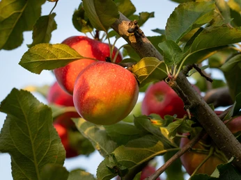 Obstgut Marquardt - in der Apfelplantage