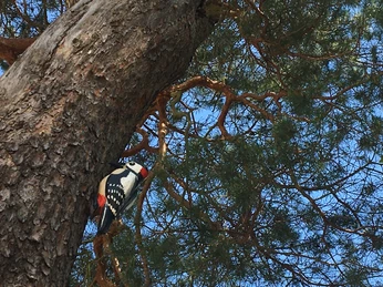 Spielplatz Karolinenhof