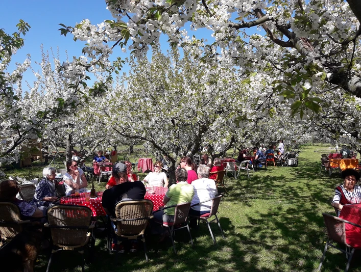 Baumblüte im Kirschgarten