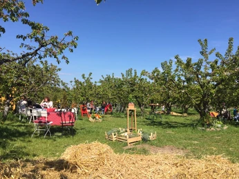 Sommer im Kirschgarten