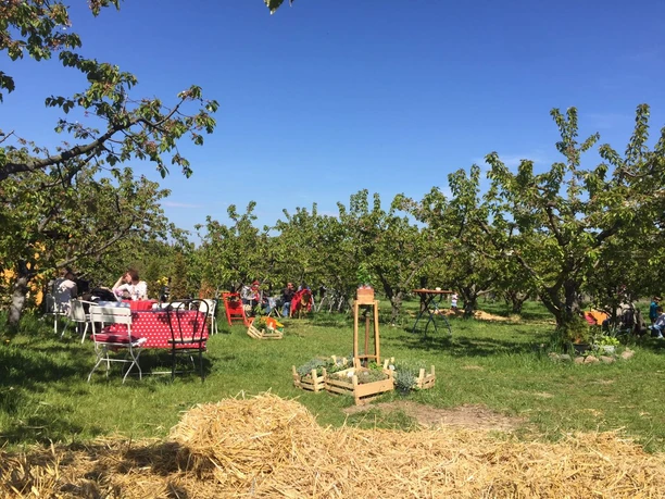 Sommer im Kirschgarten