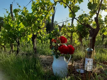 Weingut Familie Richter
