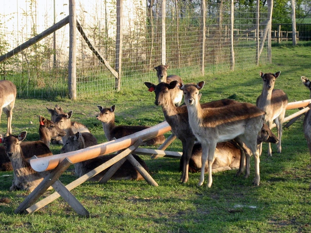 Hirschkoppel in Paulshof - Impressionen