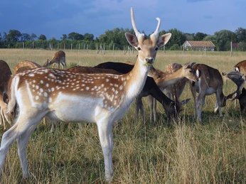 Hirschkoppel in Paulshof - Berni" als junger Hirsch