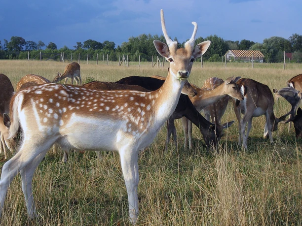 Hirschkoppel in Paulshof - Berni" als junger Hirsch