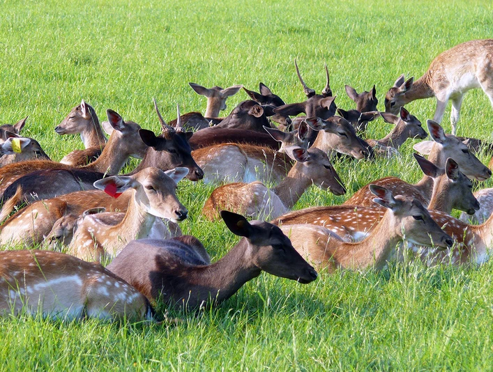 Hirschkoppel in Paulshof