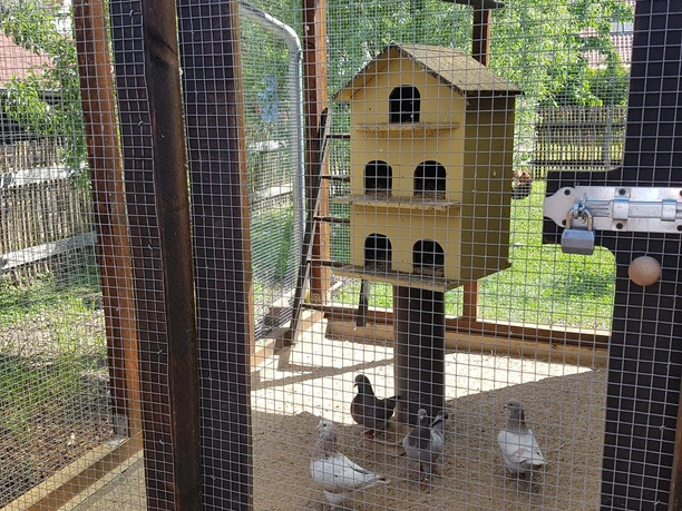 Streichelzoo am Landhaus Treptow