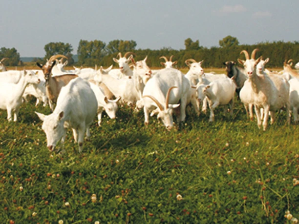 Ziegen vom Ziegenhof Zollbrücke