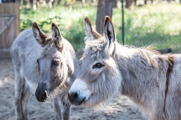 Kindertierhof und Freizeitpark Wendisch Rietz