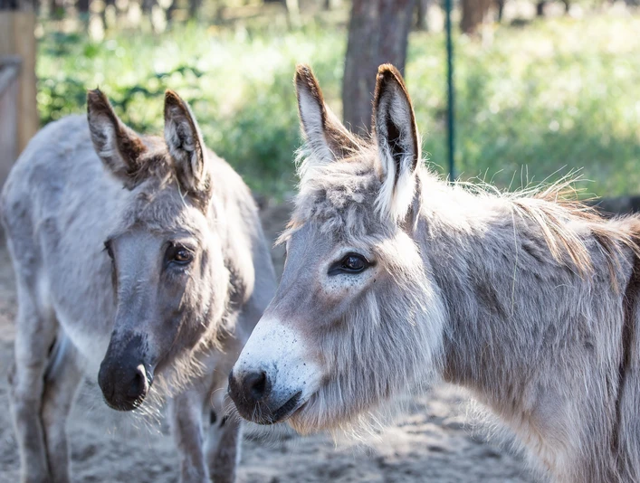 Kindertierhof und Freizeitpark Wendisch Rietz