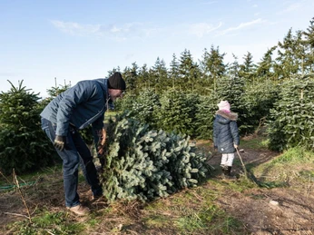 Weihnachtsbaumschlagen auf dem Werderaner Tannenhof