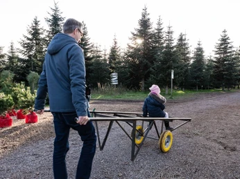 Weihnachtsbaumschlagen auf dem Werderaner Tannenhof