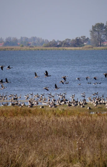 Naturlehrpfad am Gülper See