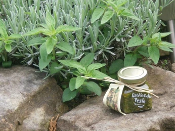 Pesto der Kräuterwerkstatt Ferch