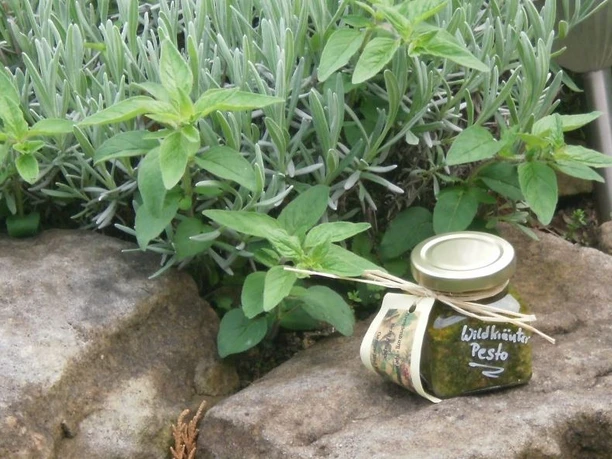 Pesto der Kräuterwerkstatt Ferch
