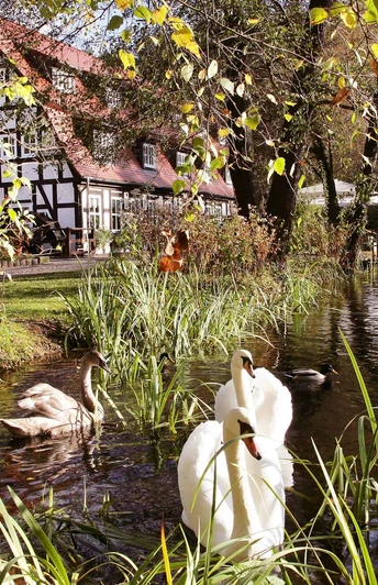 Hotel "Springbach-Mühle"