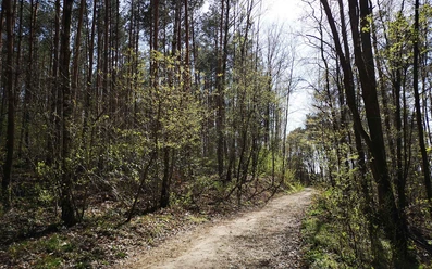 Auf Waldwegen rund um Wilhelmshorst