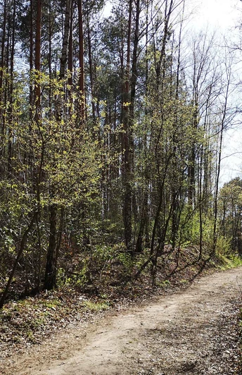Auf Waldwegen rund um Wilhelmshorst