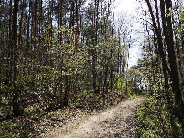 Auf Waldwegen rund um Wilhelmshorst