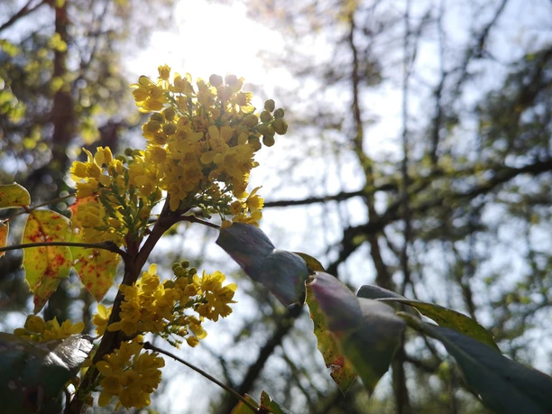 Am Wegrand in Wilhelmshorst