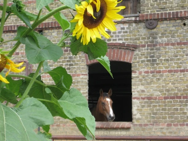 Luisenhof Paretz - Box mit Aussicht