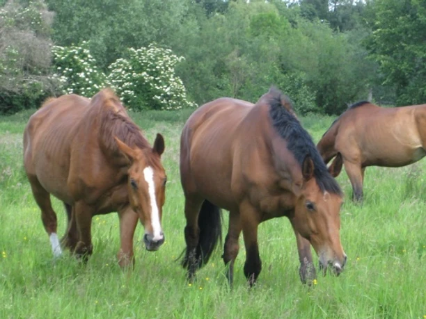 Luisenhof Paretz - Jeden Tag auf die Weide