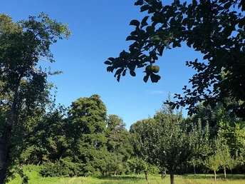 Streuobstwiese im Schlosspark Caputh