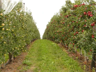 Obstplantage