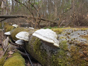 Baumpilze im Wildpark
