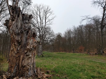 Alte Eiche am Großen Hirschweg