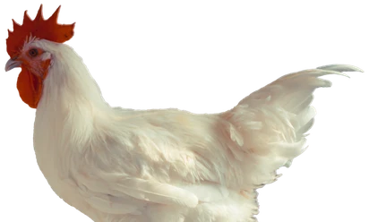 Foto: Natur-Tiere, Lizenz: pixabay