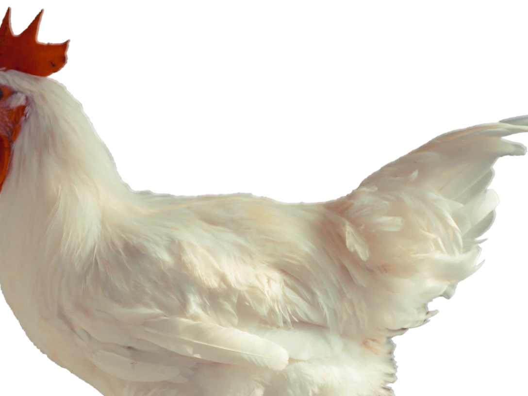 Foto: Natur-Tiere, Lizenz: pixabay