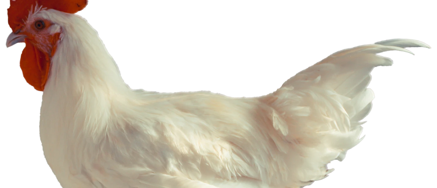 Foto: Natur-Tiere, Lizenz: pixabay