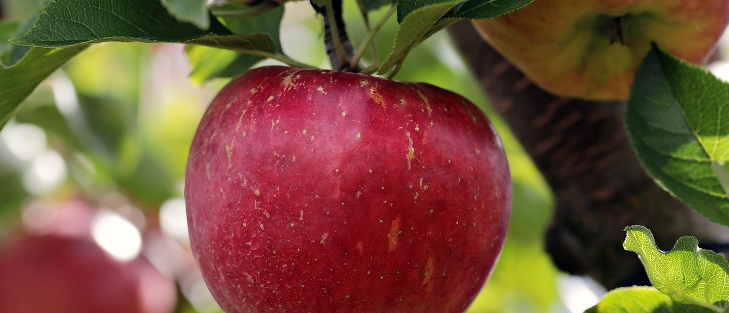 Foto: pixel2013, Lizenz: pixabay