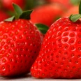 Erdebeeren
