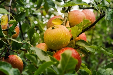 Äpfel