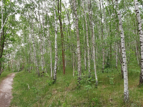 Birkenwäldchen am Krähenberg Birkenwäldchen am Krähenberg