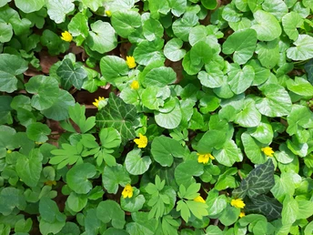 Neuzelle Fasanenwald