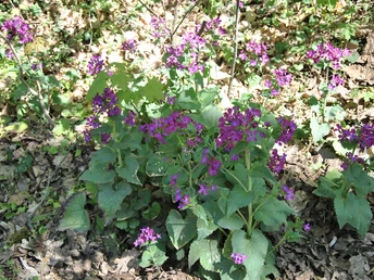 Neuzelle Fasanenwald