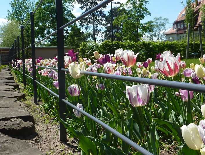 Landhausgarten Dr. Max Fraenkel