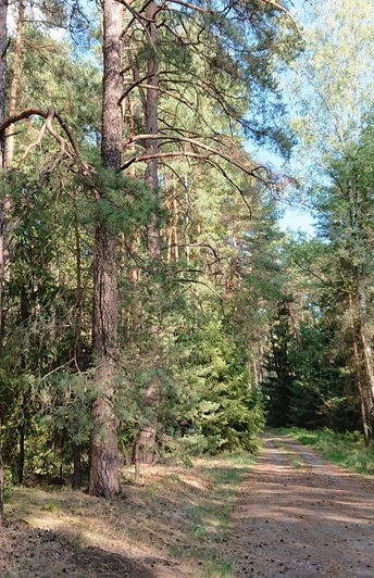 Kobbeln Wanderung am Springberg