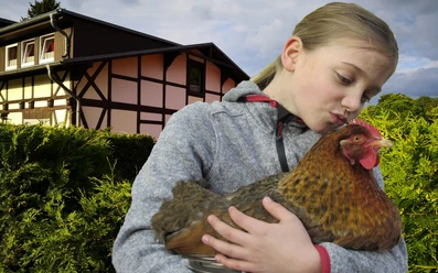 Gast mit Huhn