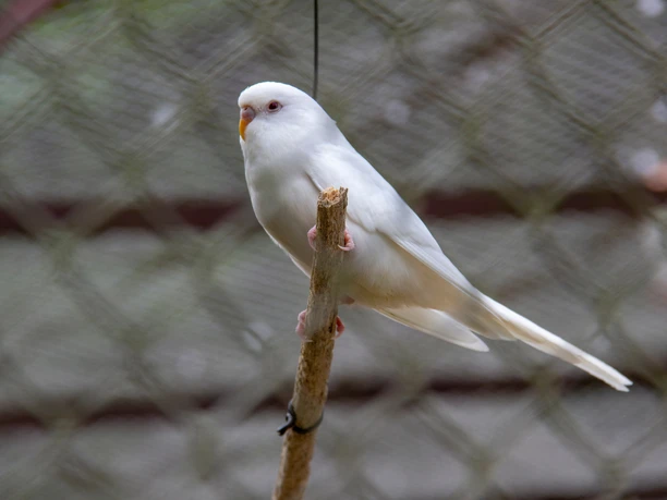 Vogelvoliere mit Exoten sowie Fasanen und Pfauen