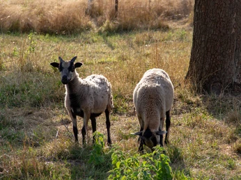Schafe im Gutspark Dahlen