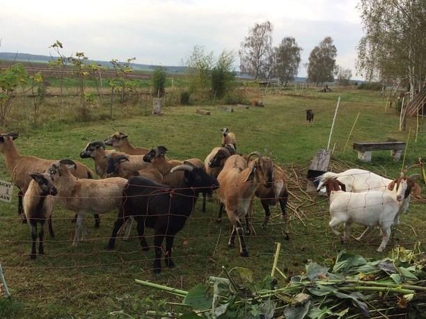 Mit Ziegen auf Du und Du