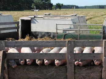 Schweine in Freilandhaltung