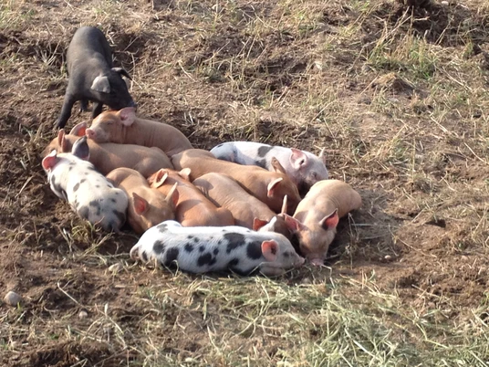 Ferkel in Freilandhaltung
